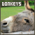 Donkey fan