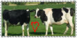 Cows